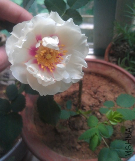 IMAG0959_����.jpg