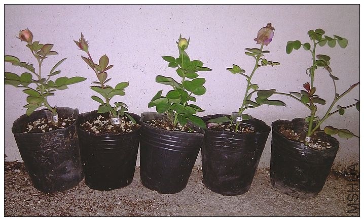 IMAG9191.jpg