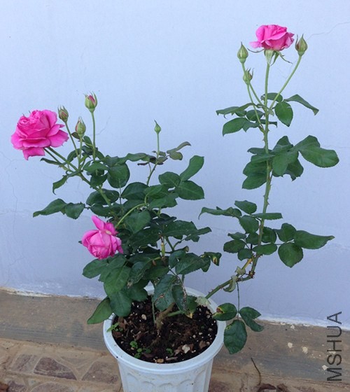 ��Ƭ 008_����.jpg