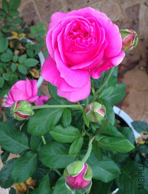 ��Ƭ 001_����.jpg