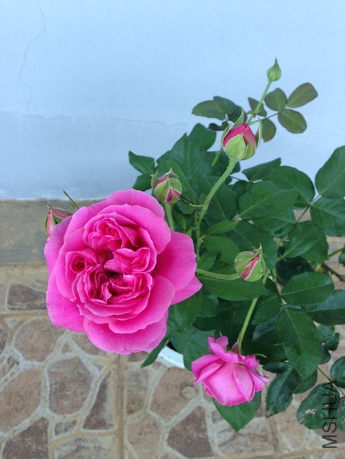 ��Ƭ 005_����.jpg