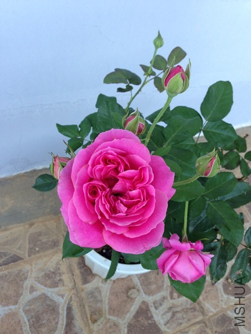 ��Ƭ 006_����.jpg
