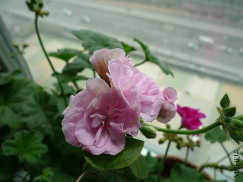 P1080868-s.JPG