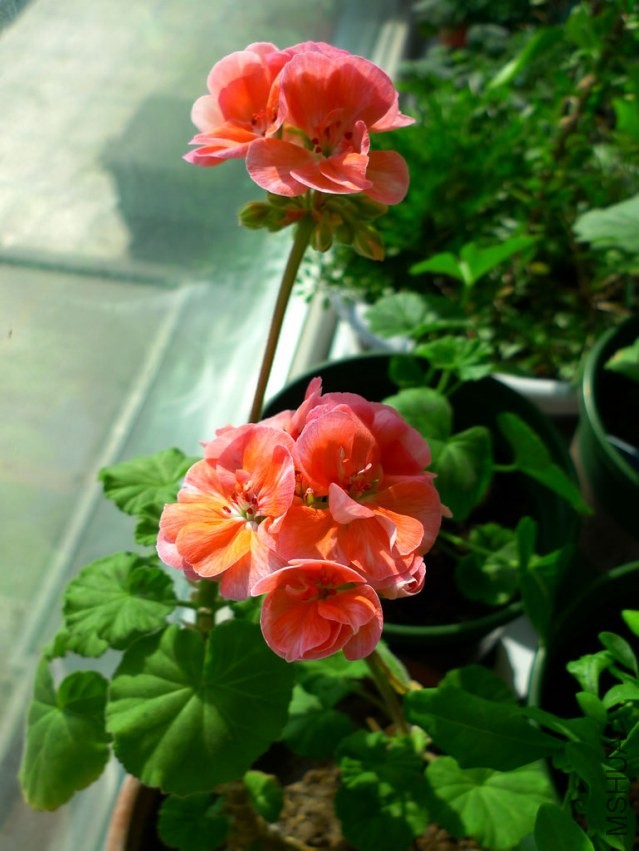 P1070406-s.jpg