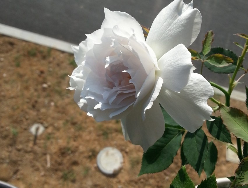 20130917_082332-n.jpg
