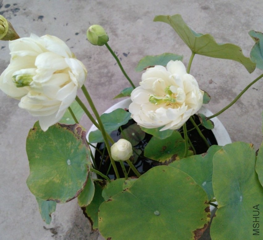 P0825_12-06-12.jpg