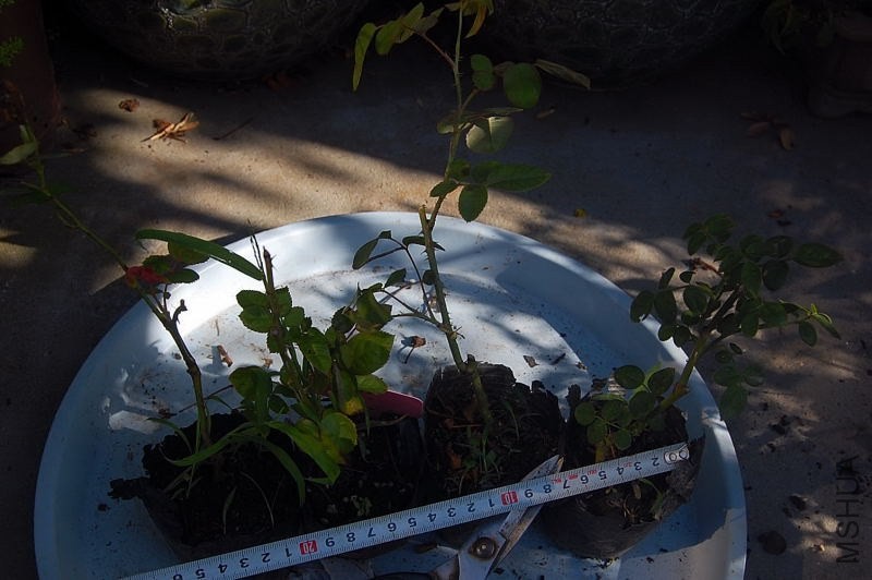 DSC_00070007.JPG