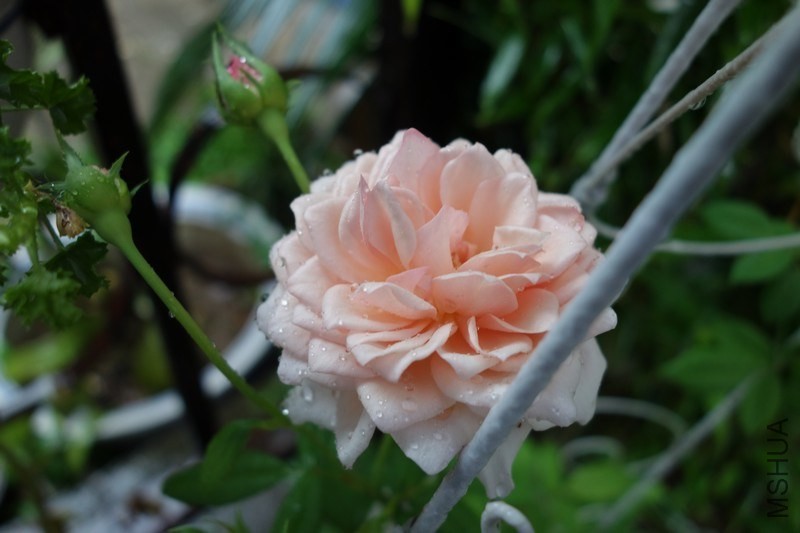 nEO_IMG_DSC00939.jpg