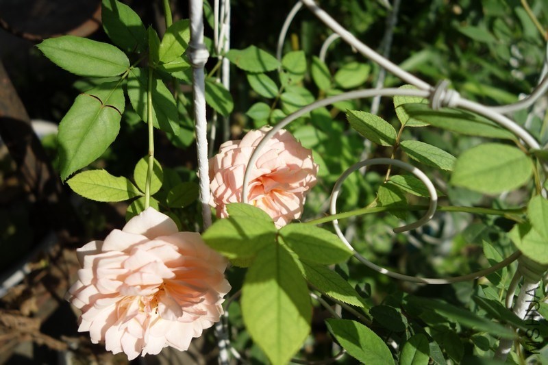nEO_IMG_DSC01227.jpg