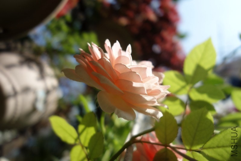 nEO_IMG_DSC01292.jpg