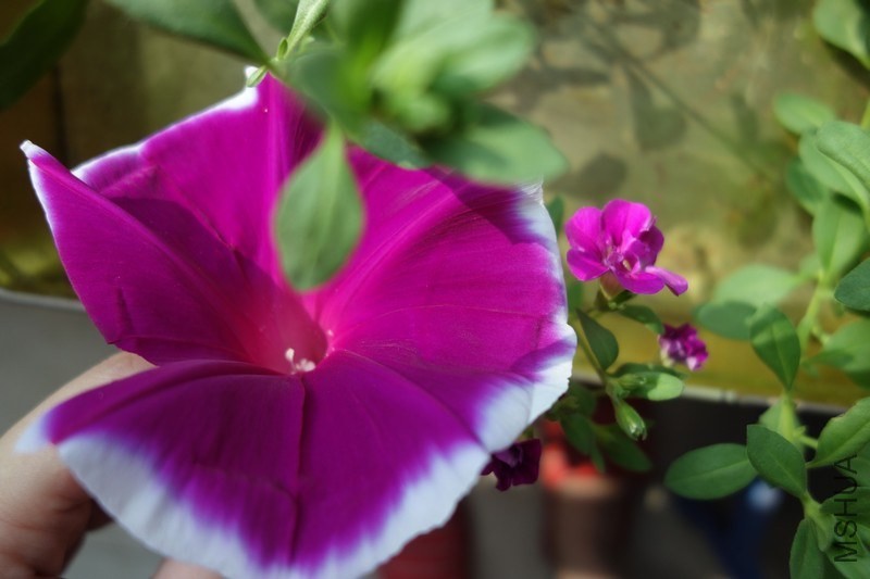 nEO_IMG_DSC01338.jpg