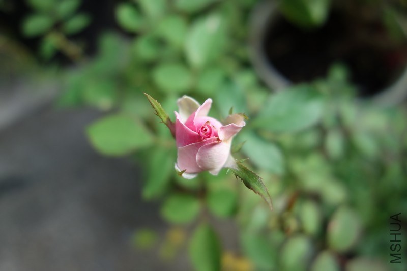 nEO_IMG_DSC01273.jpg