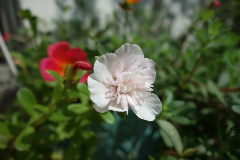 nEO_IMG_DSC01146.jpg