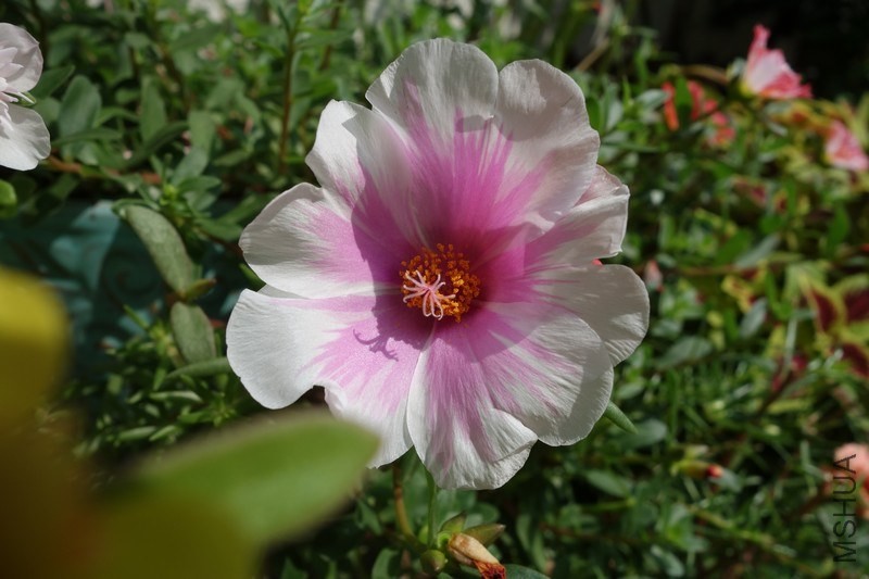 nEO_IMG_DSC01152.jpg