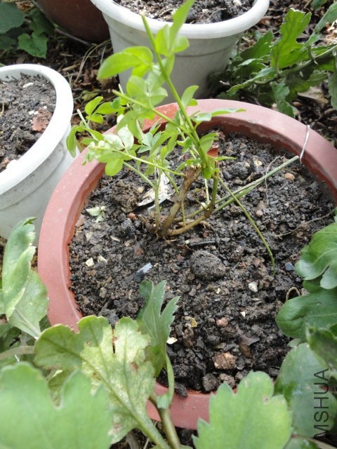 DSC03799.JPG