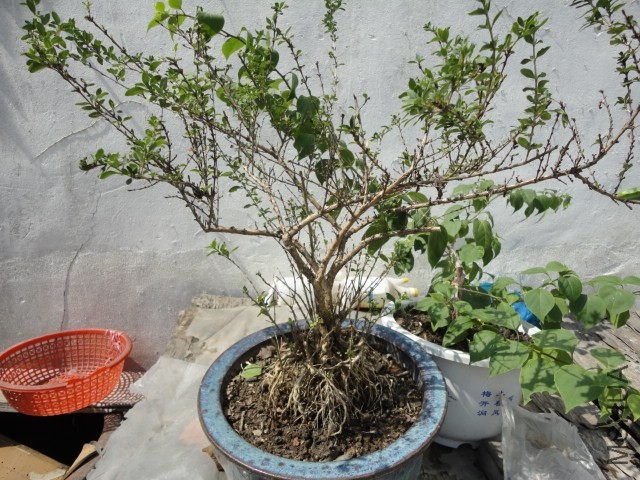 DSC03789.JPG