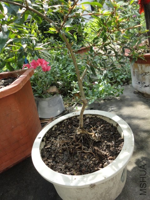 DSC03791.JPG