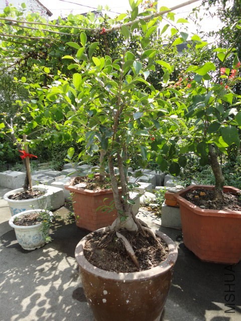 DSC03793.JPG