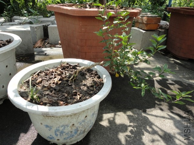 DSC03794.JPG