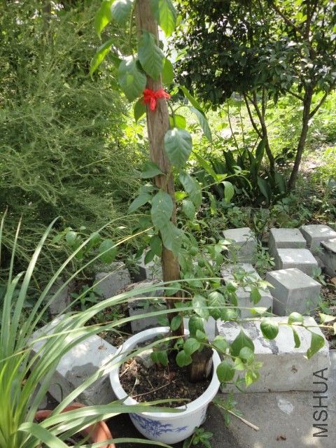 DSC03795.JPG
