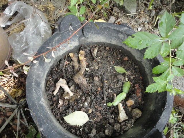 DSC03798.JPG