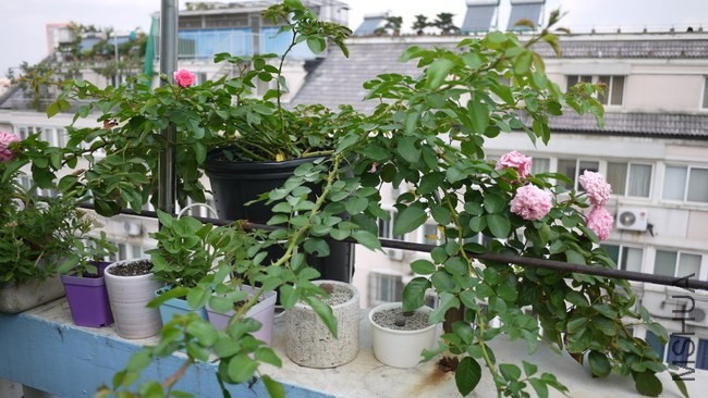 P1050130.JPG