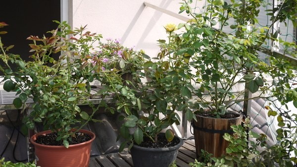 P1050098-001.JPG
