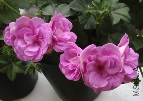 QQͼƬ20130920113532.jpg