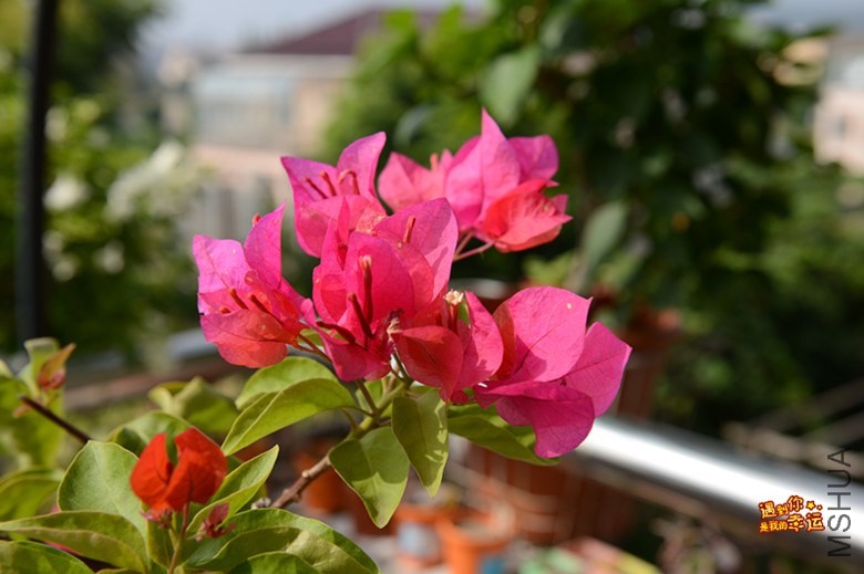 ��Ƭ 045_����.jpg