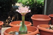 DSC_0518.JPG