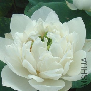 T103KQXkXpXXX8FXk9_102236_jpg_310x310.jpg