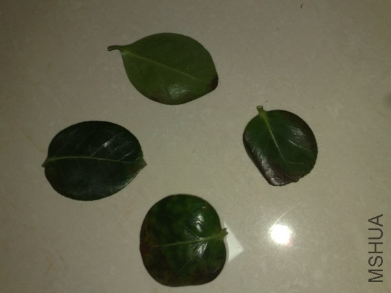 20130921184.jpg