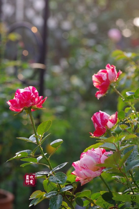 IMGP6504.JPG