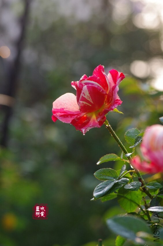 IMGP6505.JPG