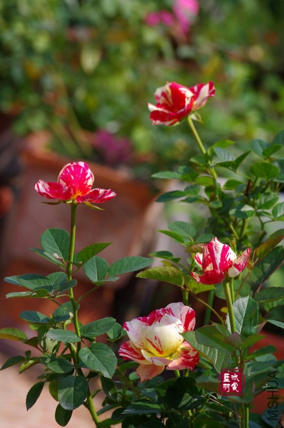 IMGP6446.JPG
