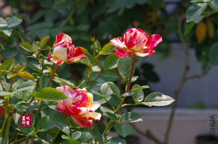 IMGP6451.JPG