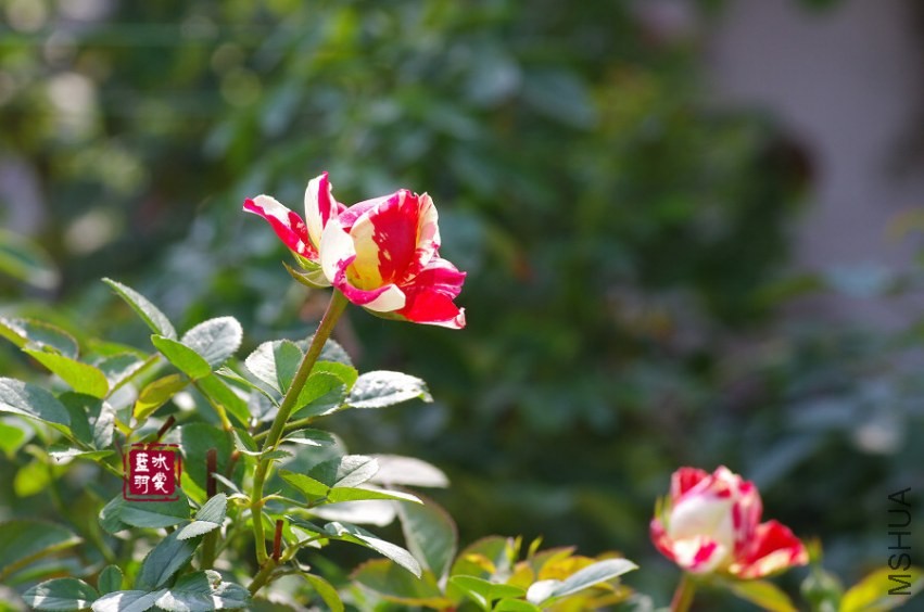 IMGP6456.JPG