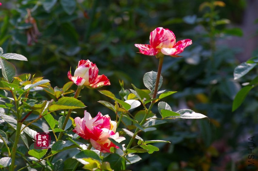IMGP6458.JPG
