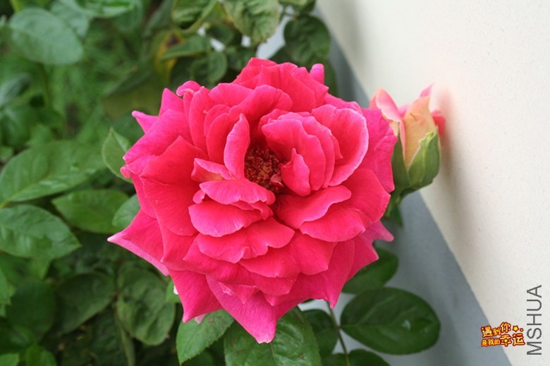 ��Ƭ 009_����.jpg