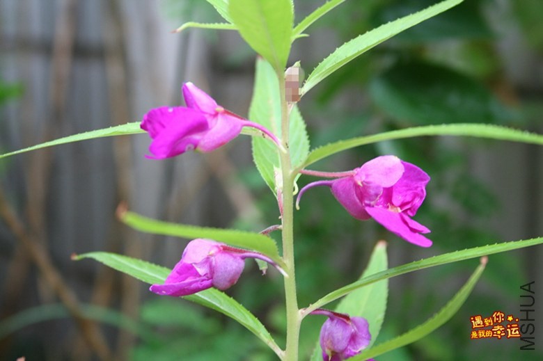 ��Ƭ 079_����.jpg