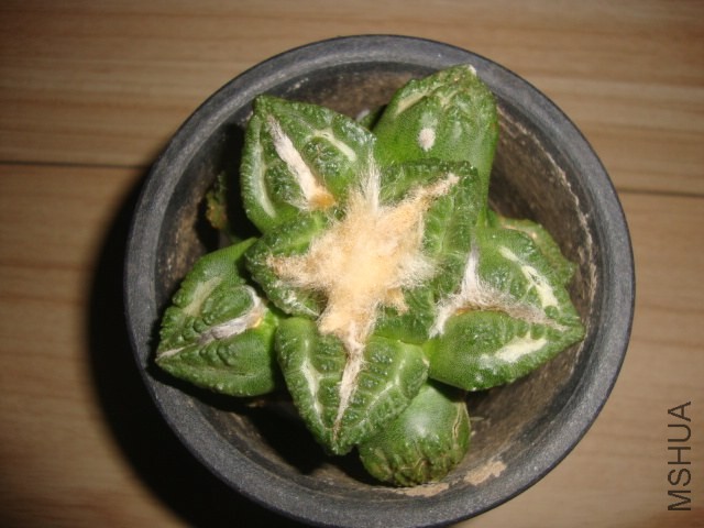 DSC03067.JPG