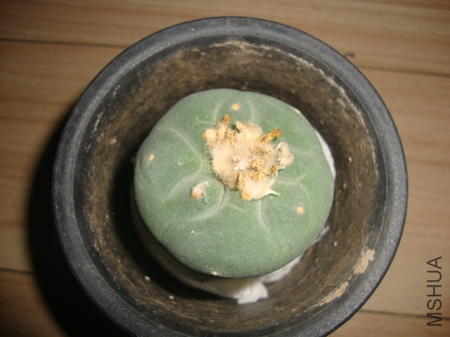 DSC03068.JPG