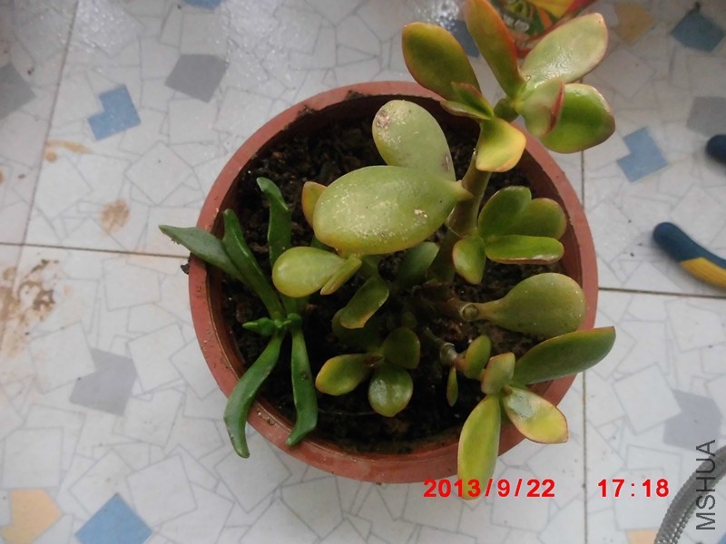 �ƽ���ҹ.jpg