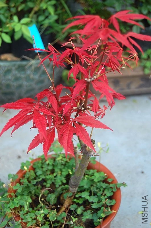 DSC_01040104.JPG