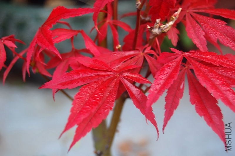 DSC_01060106.JPG