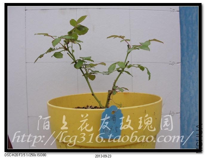 nEO_IMG_DSC05398.jpg