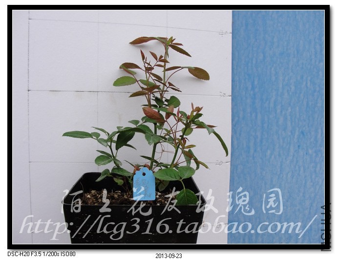 nEO_IMG_DSC05401.jpg