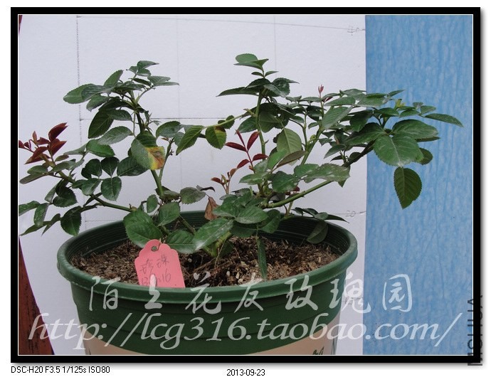 nEO_IMG_DSC05402.jpg