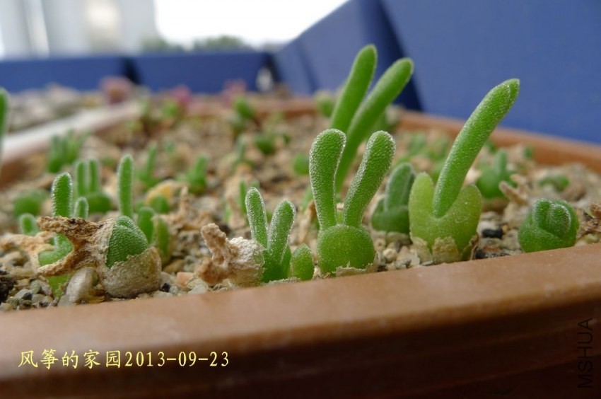 P1070141.jpg