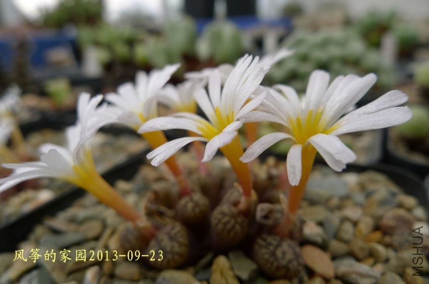 P1070160.jpg